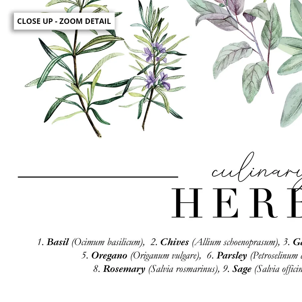 Culinary Herbs Chart - Art Print