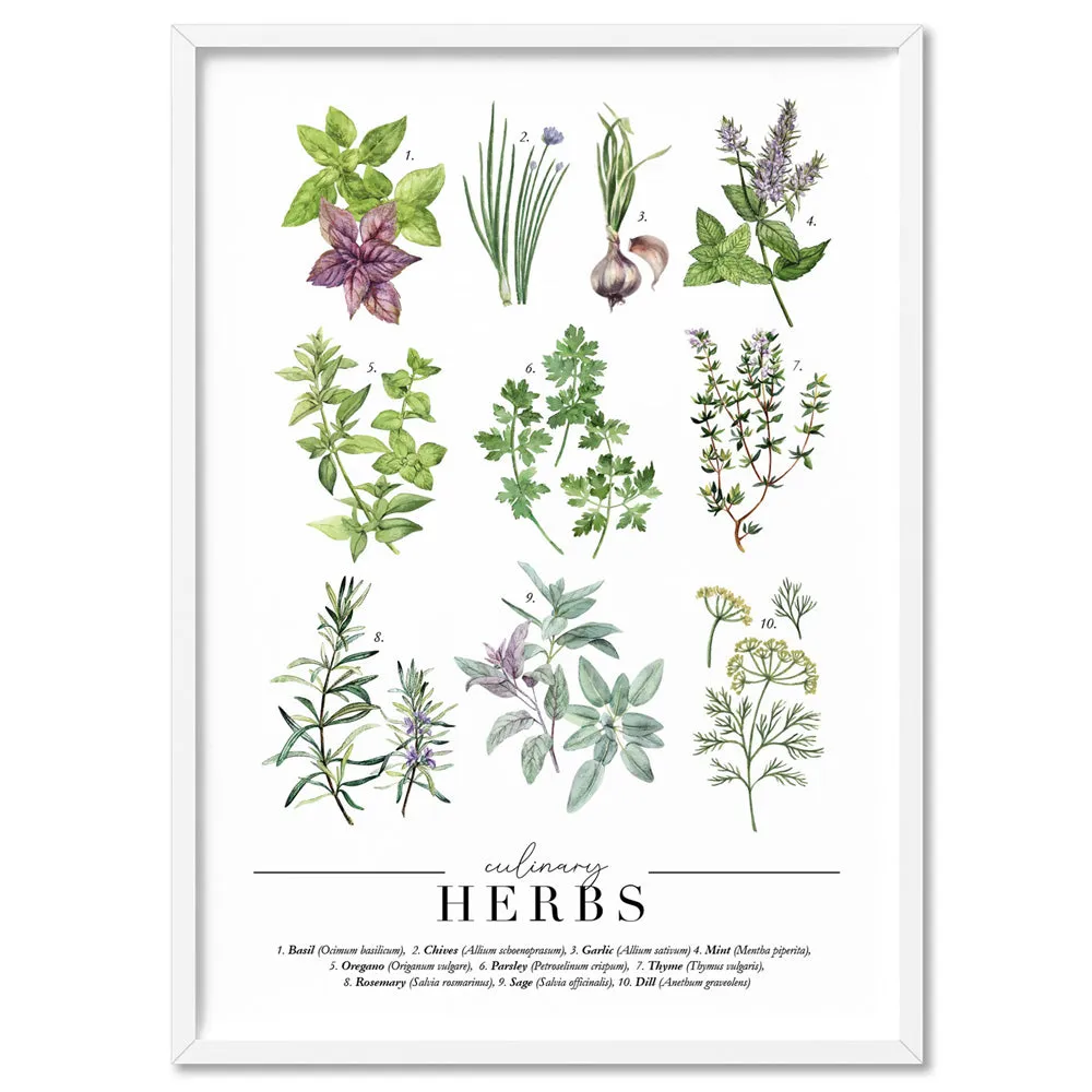 Culinary Herbs Chart - Art Print