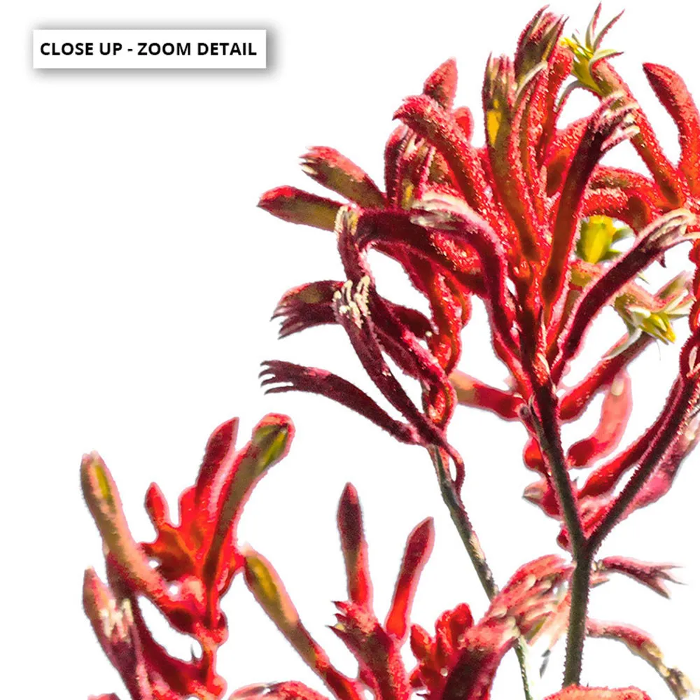 Kangaroo Paw in Red - Art Print