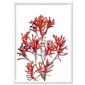 Kangaroo Paw in Red - Art Print