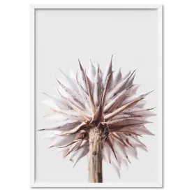 King Protea From Behind in Blush - Art Print