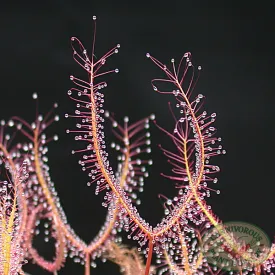 Lab: Root Cutting Sundews